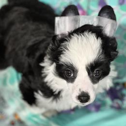 Dolphin - Black and white female Chinese Crested puppy in New Smyrna Beach, Florida from FronkLinn Kennel