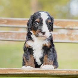 Tucker - Tri-color male Bernedoodle puppy in Spokane, Washington from Lilac City Doodles
