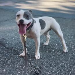 Seven - Staffordshire Bull Terrier