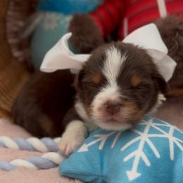 Karma - Red tri female Miniature Australian Shepherd puppy in Norman, Oklahoma from Raised Right Pups