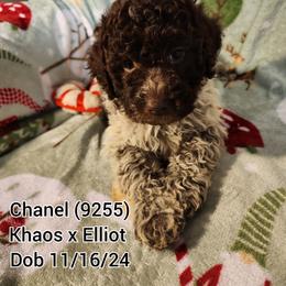 Girl 2/Chanel - Lagotto Romagnolo puppy from Willow Creek Kennels