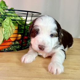 Parsley - Chocolate female Australian Labradoodle puppy in Warrensburg, Missouri from 4Leaf Labradoodles