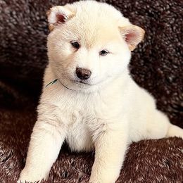 Sammy - Cream male Shiba Inu puppy in Trenton, Nebraska from Prairie Shibas