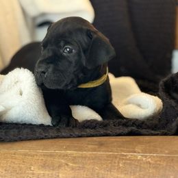 Aviator - Black male Great Dane puppy in Reno, Nevada from Good Dog Danes