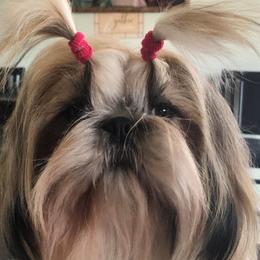 Skye - Shih Tzu