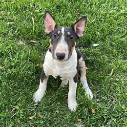 Zev - Black tan and white female Bull Terrier puppy in Spokane Valley, Washington from Odyssey Bull Terriers