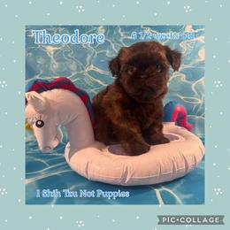 Maverick now Theodore - Liver male Shih Tzu puppy in Beatrice, Nebraska from I Shih Tzu Not Puppies