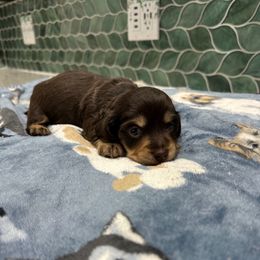 Boy 1 - Chocolate and cream male Dachshund puppy in Irving, Texas from DFW Dachshunds by G & S