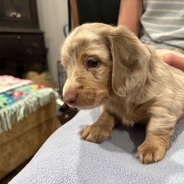 Muffin - Dapple Dachshund puppy in Lafayette, Louisiana from Andrepont Dachshunds