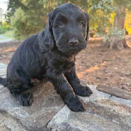 Clover - Black male Goldendoodle puppy in Charlotte, North Carolina from Hopeful Heart Doodles