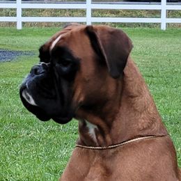 Dashka - Boxer
