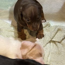 Dachshund puppies from Ein Dachshund