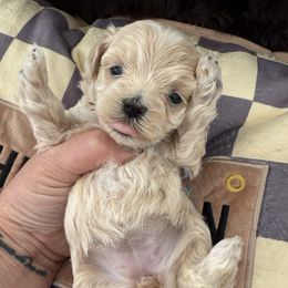 Mint  ( small) toy size reserved for Ashley - Apricot female Maltipoo puppy in Fredericktown, Missouri from Doodle Pups Fur-Ever