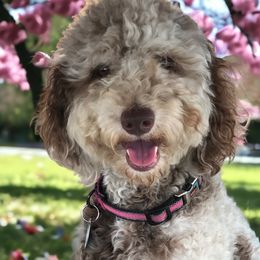 Minnie - Goldendoodle