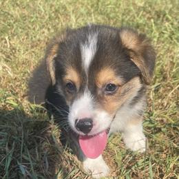 Blue boy - Black and tan male Pembroke Welsh Corgi puppy in Adairsville, Georgia from R&R Corgis