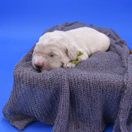 Edward green collar - Cream male Goldendoodle puppy in Lexington, North Carolina from Deborah’s Doodles