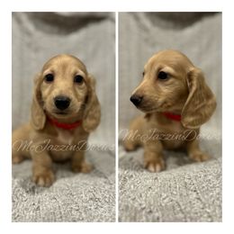 Dachshund Puppies from McJazzin Doxies
