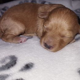 Aussiedoodles, Poodles, and Shihpoos from Heaven Sent Shihpoo's