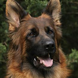 German Shepherds from CharMars German Shepherds