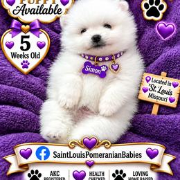 Simon - White male Pomeranian puppy in St. Louis, Missouri from Saint Louis Pomeranian babies