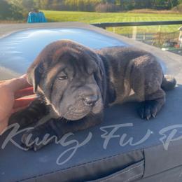 Grizzly - Black sable male Chinese Shar-Pei puppy in Machesney Park, Illinois from Kung Fu Peis