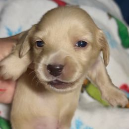 Snowball - Cream male Dachshund puppy in Vero Beach, Florida from Joseph’s Dachshunds