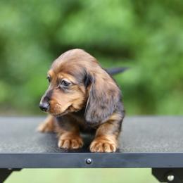 Dachshund Puppies from EntityDachs
