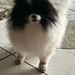 Lockette - Black parti female Pomeranian puppy in Waterloo, Indiana from Garcias Pomeranian