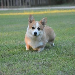 Carbon - Pembroke Welsh Corgi