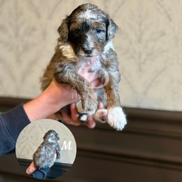 Chestnut - Blue merle male Bernedoodle puppy in Tulsa, Oklahoma from The Poodle Co. Raising Doodles & Poodles