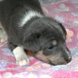 Blue tri male - Blue cream and white male Basenji puppy in Eugene, Oregon from Basenji Puppies