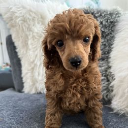 Girl 1 - Red  Poodle puppy in Kissimmee, Florida from Anna's Puppy Tales