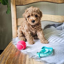 Aussiedoodle and Goldendoodle Puppies from JMR Aussies and Doodles