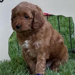 Boy 2 - male Goldendoodle puppy in Jonesville, Michigan from Whispering Pines Doodles