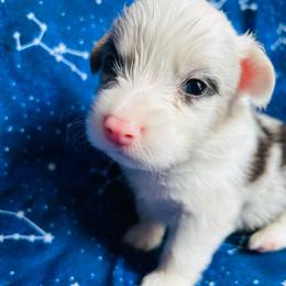 Hermes - Blue merle and white male American Corgi puppy in Cocoa, Florida from Cascadian Space Coast Corgis LLC