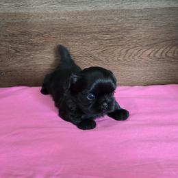 Min Girl - Black female Shih Tzu puppy in Meadows Of Dan, Virginia from Walt’s Shih Tzus