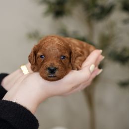 Poodle Puppies from bemi_toys