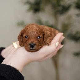 Poodle Puppies from bemi_toys
