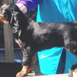 Gordon Setters from Baskerville's