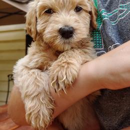 Labradoodle Puppies from 101 Labradoodles