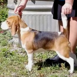 Patty - Beagle