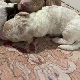 George - Cream male Goldendoodle puppy in Stafford, Virginia from Morris Doodles Virginia