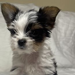 Jewel - Parti Yorkshire Terrier puppy in Denver, Colorado from Melrey's paws