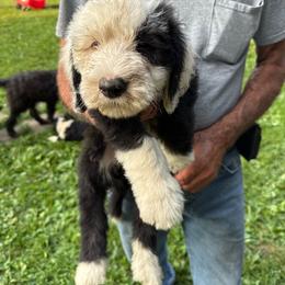 John Deere Green - Black and white female Sheepadoodle puppy in Eleva, Wisconsin from Molly’s Doodles
