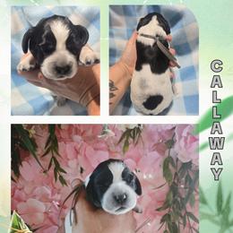 Callaway - Black and white male English Springer Spaniel puppy in Saginaw, Michigan from Kemerer Springers
