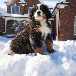 Bernese Mountain Dog and Golden Retriever Puppies from Bunn Ranch Goldens & Bernese