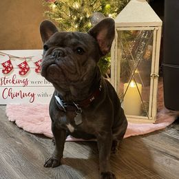 Lilly - French Bulldog
