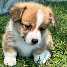 Red - Red female Pembroke Welsh Corgi puppy in Blair, Wisconsin from Sandy’s Pet Grooming and Boarding & AKC Corgis
