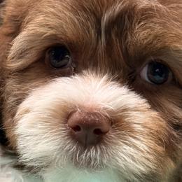 Shihpoos from Jenny La Bone
