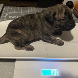 Amor - Black female Perro de Presa Canario puppy in Lenexa, Kansas from Medianoche GatoPerros